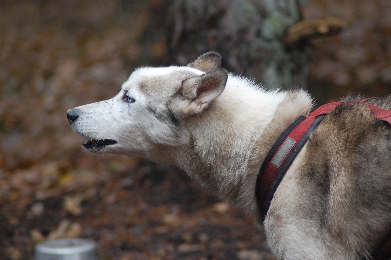 Tips for Training Your Pet to Go Outside